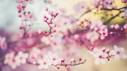 Celebrate the Spring Equinox with Yoga