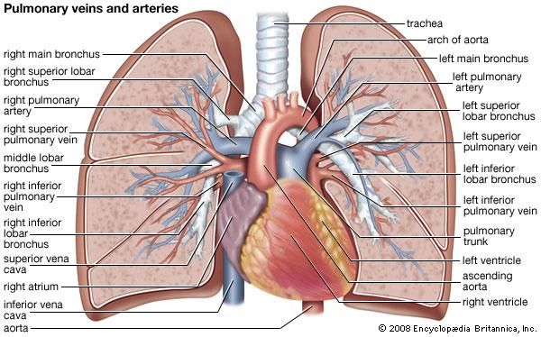 How Lungs Tar or Cough Is Cleaned By Practicing Simhasana Or Simha Kriya